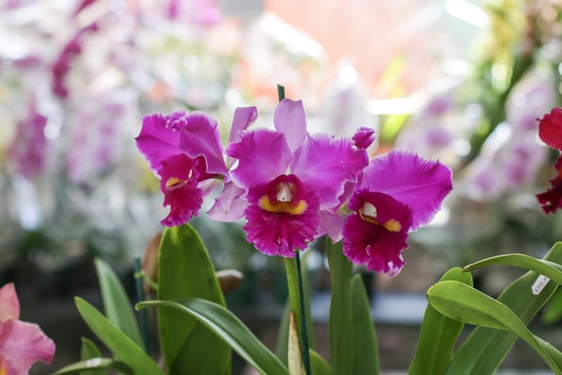 Exposição de Orquídeas celebra aniversário de Pindamonhangaba com espécies raras e premiadas