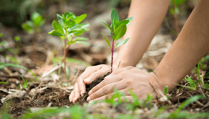 Neoenergia Elektro promove atividades interativas na Semana do Meio Ambiente em Campos do Jordão