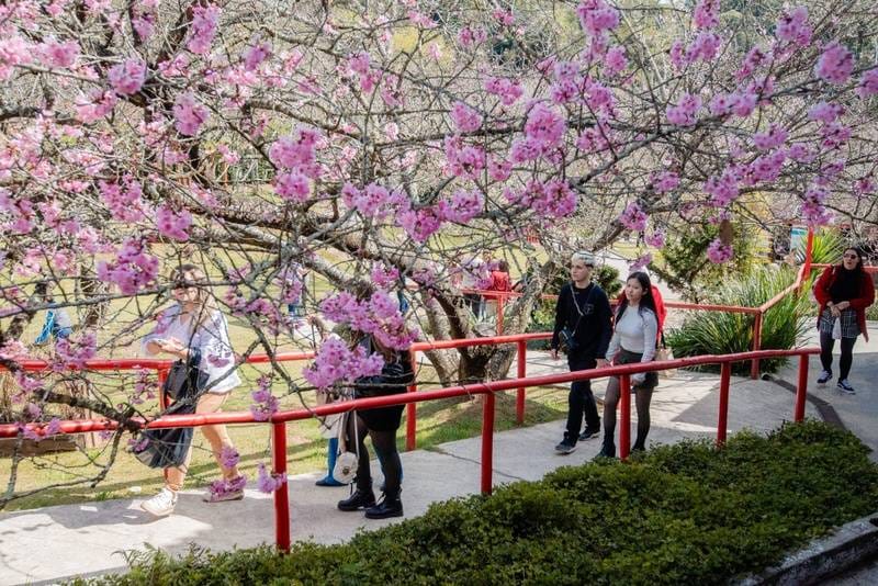 Campos do Jordão celebra a 54ª Festa da Cerejeira com florada, cultura japonesa e show do dragão