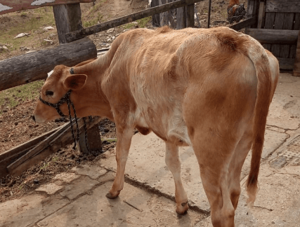 Pindamonhangaba intensifica vacinação contra brucelose em bezerras para fortalecer sanidade animal e segurança alimentar