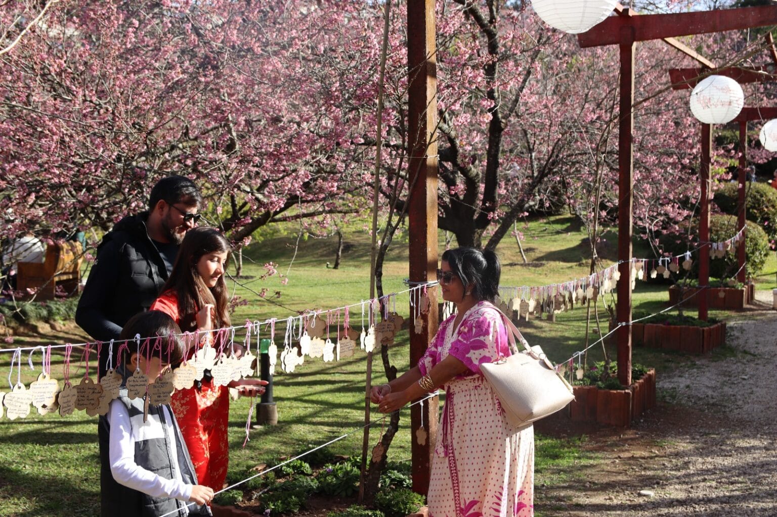 Festa da Cerejeira em Flor celebra cultura japonesa e promete programação especial para o Dia dos Pais em Campos do Jordão