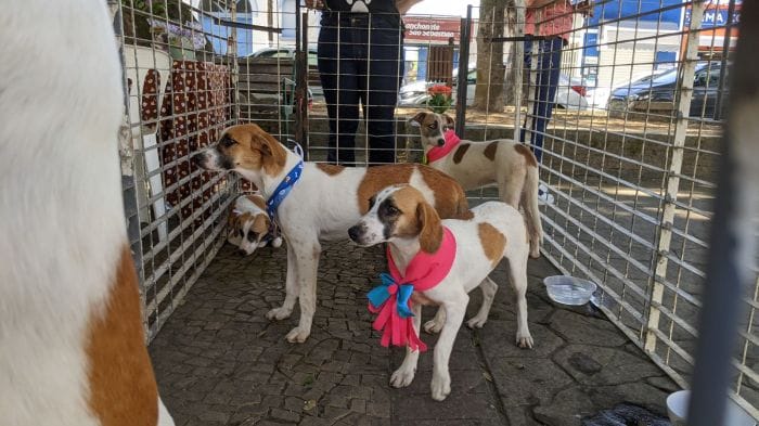 Tremembé realiza 1ª Cãominhada com adoção de animais e arrecadação de ração