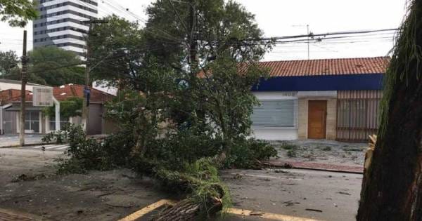 Temporal com ventos de 109 km/h provoca quedas de árvores em São José dos Campos