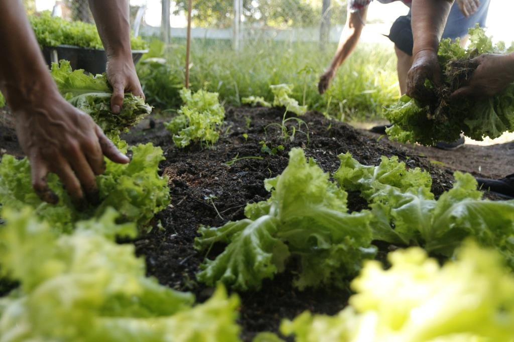 Taubaté abre inscrições para oficinas de segurança alimentar do programa Estratégia Alimenta Cidade