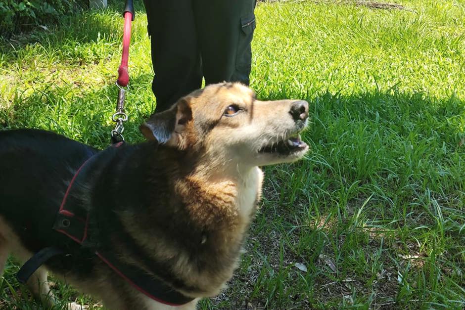 CCZ de São José dos Campos realiza primeira feira de adoção de pets de 2026 neste sábado
