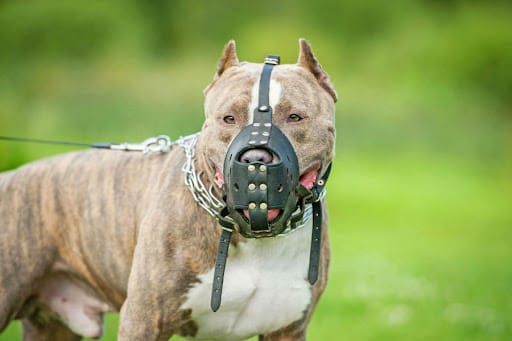 São José dos Campos pode exigir seguro obrigatório para tutores de pitbulls e cães considerados perigosos