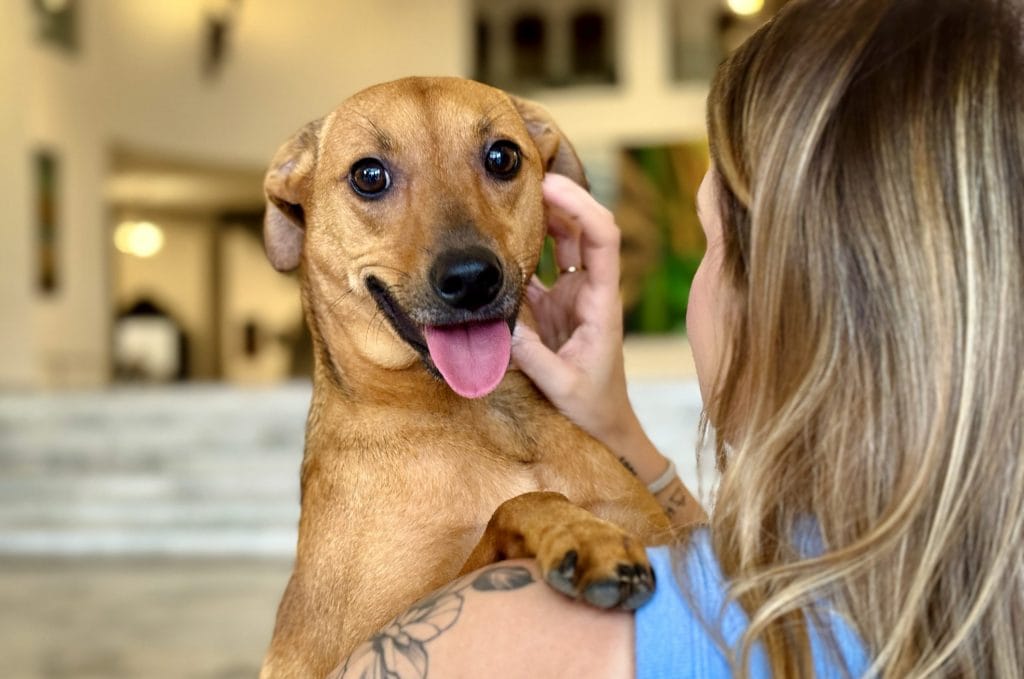 Lei sancionada em SP autoriza enterro de pets em jazigos familiares