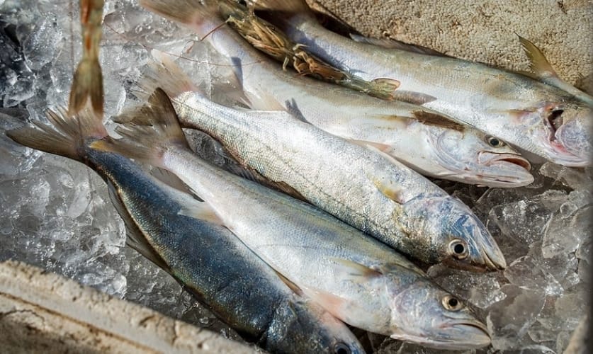 Entrepostos de Caraguatatuba terão horário especial para venda de peixes na Páscoa