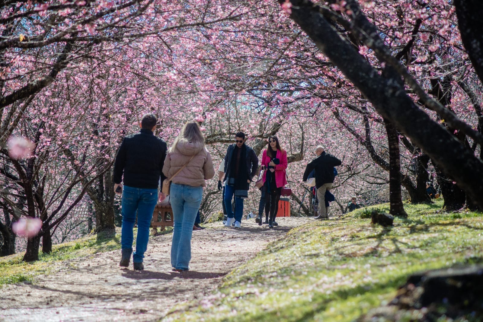Festa da Cerejeira em Flor celebra tradição japonesa em Campos do Jordão a partir de julho