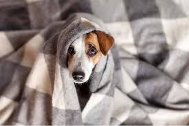 Campanha “Pet Quentinho” arrecada cobertores e acessórios para ajudar animais abandonados em São José dos Campos