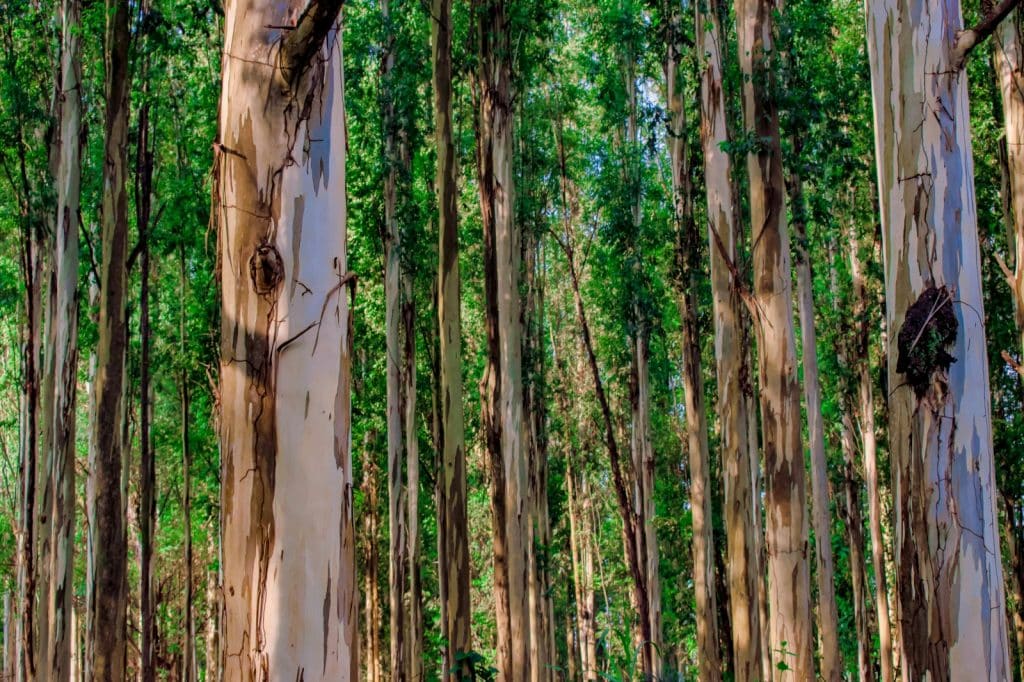 Produção de eucalipto cresce 14% em São Paulo e movimenta quase R$ 3 bilhões no campo
